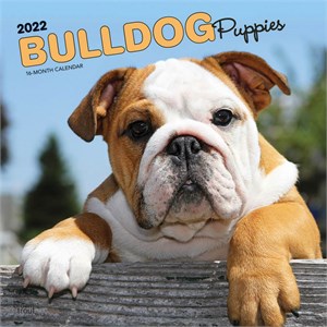  Bulldog Puppies Calendar 2014