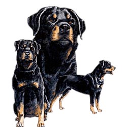 Rottweiler T-Shirt - Best Friends