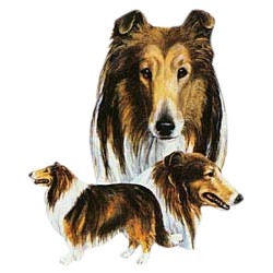 Collie T-Shirt - Best Friends