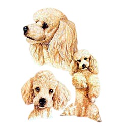 Apricot Poodle T-Shirt - Best Friends