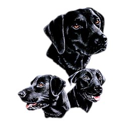 Black Lab T-Shirt - Best Friends