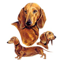 Dachshund T-Shirt - Best Friends