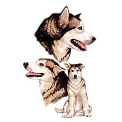 Alaskan Malamute T-Shirt - Best Friends
