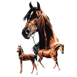 Arabian Horse T-Shirt - Best Friends