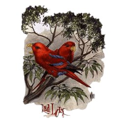 Red Lory Parrot T-Shirt - Perched