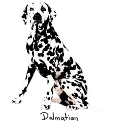 Dalmatian T-Shirt - Perfectly Portrayed