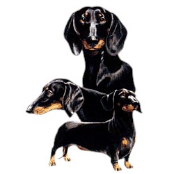 Black Dachshund T-Shirt - Best Friends