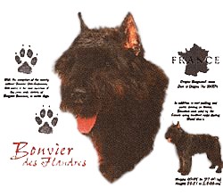 Bouvier des Flandres T-Shirt - History Collection