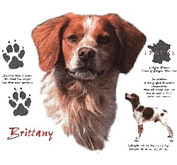Brittany T-Shirt - History Collection