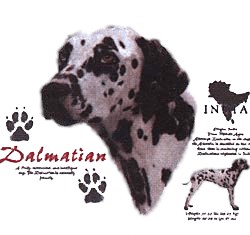 Dalmatian T-Shirt - History Collection