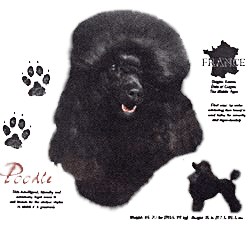 Black Poodle T-Shirt - History Collection