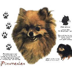 Pomeranian T-Shirt - History Collection