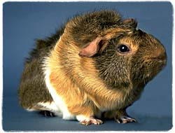 Guinea Pig T-Shirt - Photo