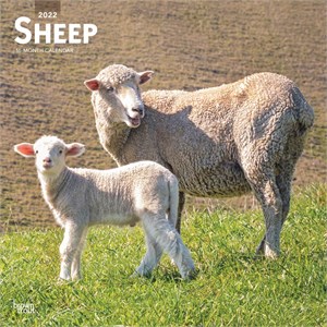  Sheep Calendar 2014