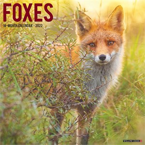  Foxes Calendar 2013