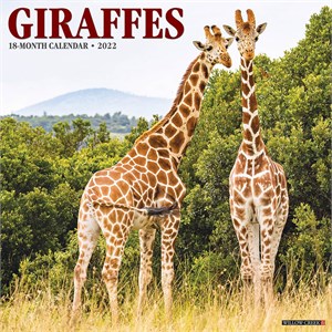  Giraffes Calendar 2013