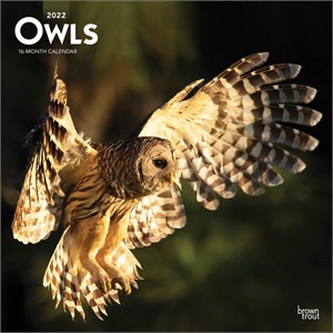  Owls Calendar 2013