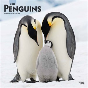  Penguins Calendar 2013