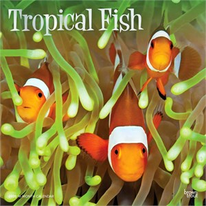  Tropical Fish Calendar 2013