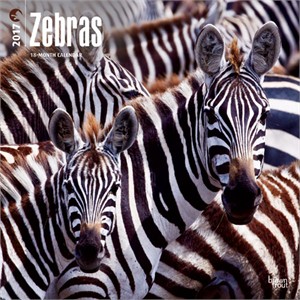  Zebras Calendar 2013