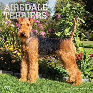  Airedale Terriers Calendar 2013