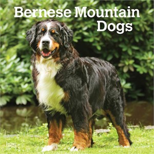  Bernese Mountain Dogs Calendar 2013