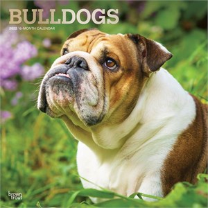 Bulldogs Calendar 2013