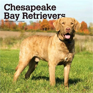  Chesapeake Bay Retrievers Calendar 2013