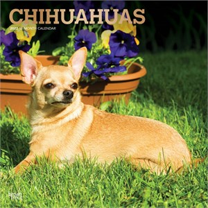  Chihuahuas Calendar 2013