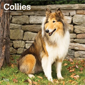  Collies Calendar 2013