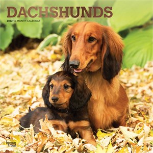  Dachshunds Calendar 2013