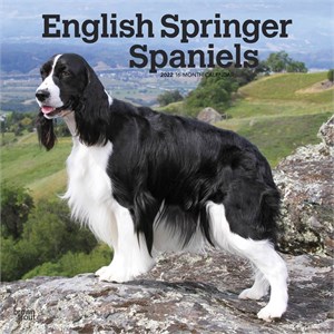  English Springer Spaniels Calendar 2013