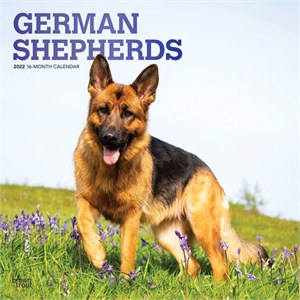  German Shepherds Calendar 2013