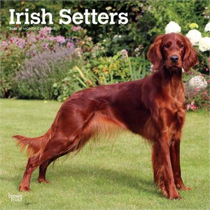  Irish Setters Calendar 2013