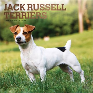  Jack Russell Terriers Calendar 2013