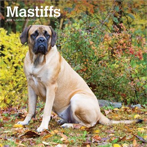  Mastiffs Calendar 2013