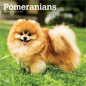  Pomeranians Calendar 2013
