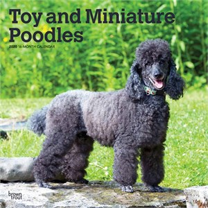  Toy and Miniature Poodles Calendar 2013
