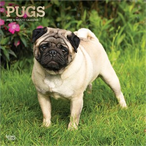  Pugs Calendar 2013