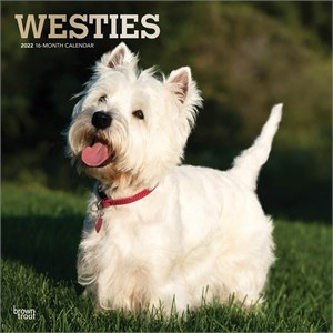  West Highland White Terriers Calendar 2013