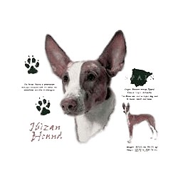 Ibizan Hound T-Shirt - History Collection