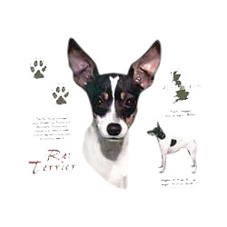 Rat Terrier T-Shirt - History Collection