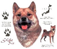 Shiba Inu T-Shirt - History Collection