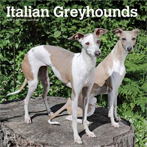  Italian Greyhounds Calendar 2013