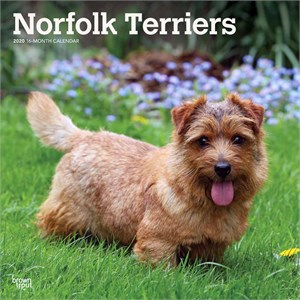  Norfolk Terriers Calendar 2013