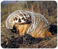 Badger Mousepad
