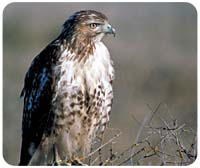 Hawk Mousepad