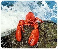 Lobster Mousepad