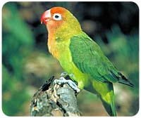 Lovebird Mousepad