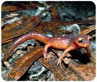 Salamander Mousepad